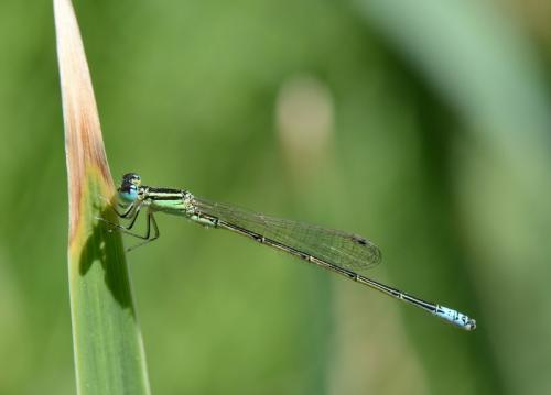 Réf. 230 972 : Ischnura intermedia
